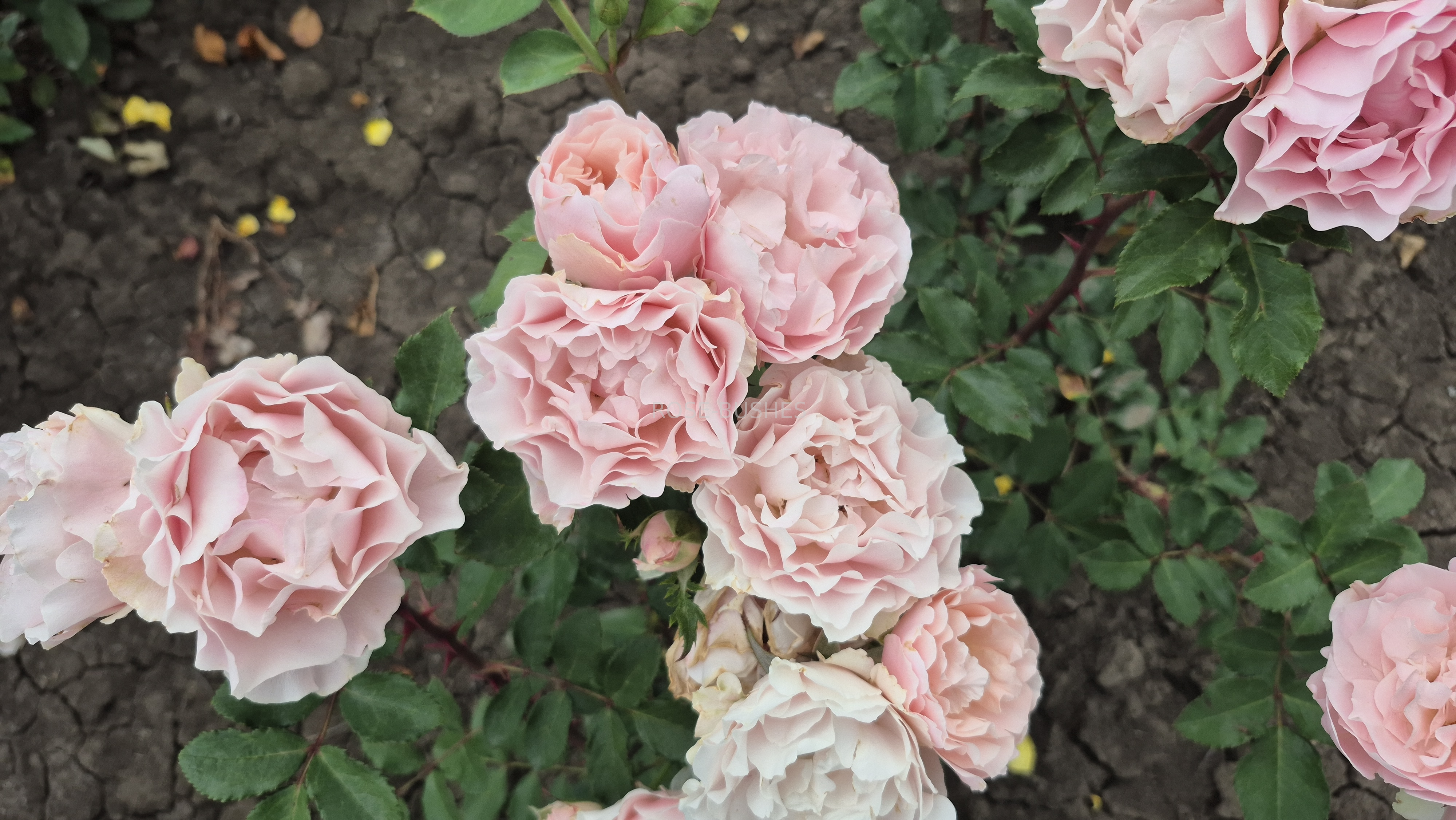 �����. Daphne. (����.����.)
